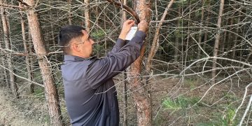 126 ловушек на шелкопряда установили в лесах Ульяновской области