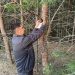 126 ловушек на шелкопряда установили в лесах Ульяновской области