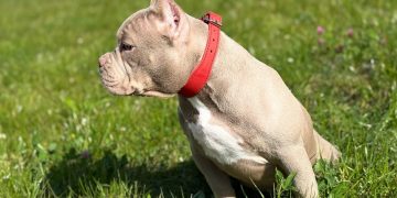 Ульяновские ветеринары составили рейтинг самых «серьёзных» пород собак