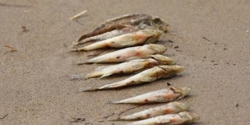 В Заволжском районе Ульяновска гибнет рыба — названа предварительная причина