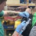 102 кролика в ульяновском зоопарке получили прививки от опасных заболеваний