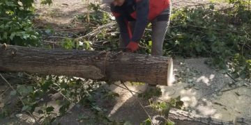 8 стволов за 48 часов: Горзеленхоз ликвидирует последствия шквалистого ветра в Ульяновске