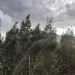 В Ульяновской области 31 июля ожидаются грозы и ветер до 18 м/с