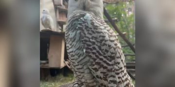 В зоопарк Ульяновска привезли полярную сову для создания пары