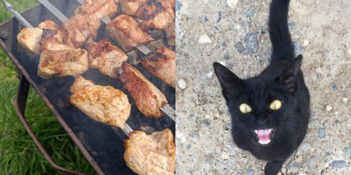 Шашлык для кошки — яд: история Муси, которая едва не погибла от маринованного мяса
