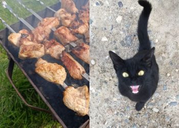 Шашлык для кошки — яд: история Муси, которая едва не погибла от маринованного мяса