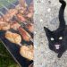 Шашлык для кошки — яд: история Муси, которая едва не погибла от маринованного мяса