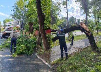 В Ульяновске убрали упавшие деревья