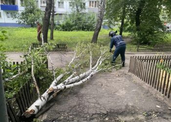 Более 40 обращений от жителей Ульяновска поступило из-за падения крупных веток