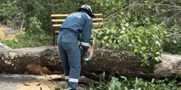 46 инцидентов за ночь: где в Ульяновске упали деревья и сорвало крыши