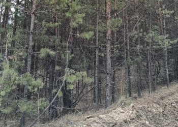 Заросший сорняками участок в Барышском районе обошёлся владельцу штрафом