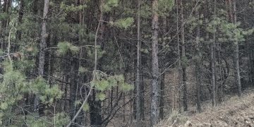 Заросший сорняками участок в Барышском районе обошёлся владельцу штрафом