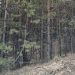 Заросший сорняками участок в Барышском районе обошёлся владельцу штрафом