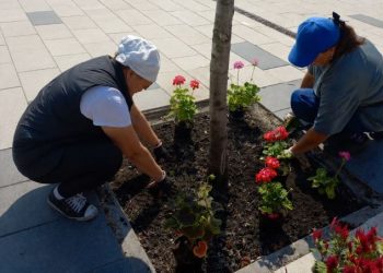 В Театральном сквере Ульяновска высадили целозию и пеларгонию