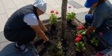 В Театральном сквере Ульяновска высадили целозию и пеларгонию