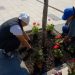 В Театральном сквере Ульяновска высадили целозию и пеларгонию