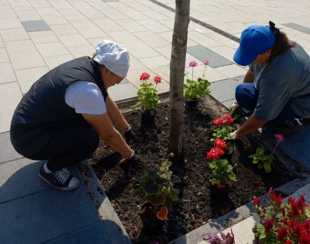 В Театральном сквере Ульяновска высадили целозию и пеларгонию